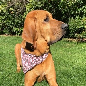 Meet your Posher, Sydney